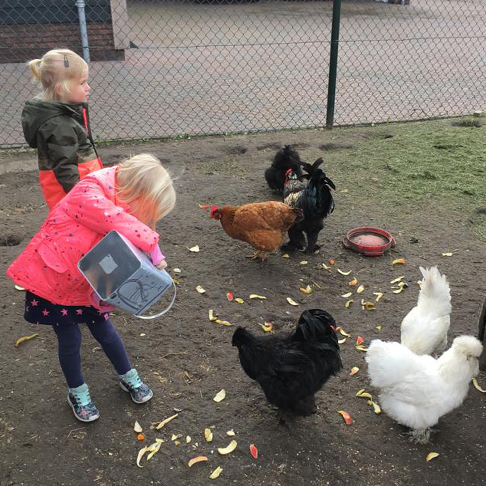 kippen-voeren Begin van de dag bij kinderdagverblijf